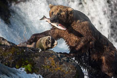 Grizzly Alaska Brooks Fallls by Reto Puppetti_mini Fotograf, Kunst-Fotograf, Tier-Fotograf, Fantasy, Fineart, Fineart-Fotograf, Sport-Fotograf St. Gallen, St.Gallen
