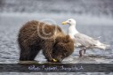 Bär Grizzly Alaska, Tierfotos, Fotograf