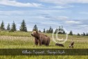Bär Grizzly Alaska, Tierfotos, Fotograf
