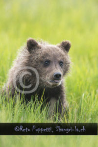 Baeren Grizzly Portrait photos by Reto Puppetti_0003