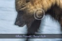 Bär Grizzly Alaska, Tierfotos, Fotograf