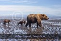 Bär Grizzly Alaska, Tierfotos, Fotograf