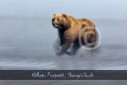 Bär Grizzly Alaska, Tierfotos, Fotograf