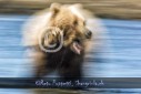 Bär Grizzly Alaska, Tierfotos, Fotograf
