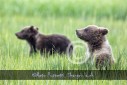Bär Grizzly Alaska, Tierfotos, Fotograf