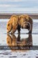 Bär Grizzly Alaska, Tierfotos, Fotograf
