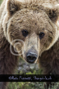 Baeren Grizzly Portrait photos by Reto Puppetti_0012