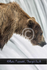 Baeren Grizzly Portrait photos by Reto Puppetti_0014