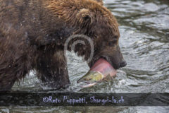 Bär Grizzly Alaska, Tierfotos, Fotograf