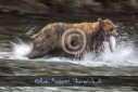 Bär Grizzly Alaska, Tierfotos, Fotograf