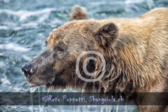 Bär Grizzly Alaska, Tierfotos, Fotograf