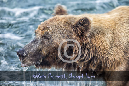 Baeren Grizzly Portrait photos by Reto Puppetti_0018