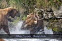 Bär Grizzly Alaska, Tierfotos, Fotograf
