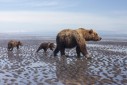 Bär Grizzly Alaska, Tierfotos, Fotograf