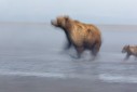 Bär Grizzly Alaska, Tierfotos, Fotograf
