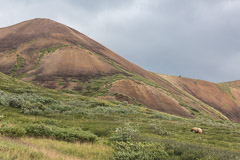 Denali Nationalpark, Landschaftsfotos, Fotograf Fotograf, Kunst-Fotograf, Tier-Fotograf, Fantasy, Fineart, Fineart-Fotograf, Sport-Fotograf St. Gallen, St.Gallen