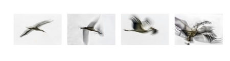 flying-storks, abstract, fineart, abstrakt, Flug Storch abstrakt Storchenflug, Kunst foto, Tier foto, Kunstfotograf, Tierfotograf, fineart, photography made by Fotograf St.Gallen