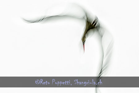 artistic flying stork