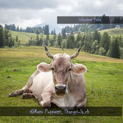 Kühe Appenzellerland Schweiz Reto Puppetti