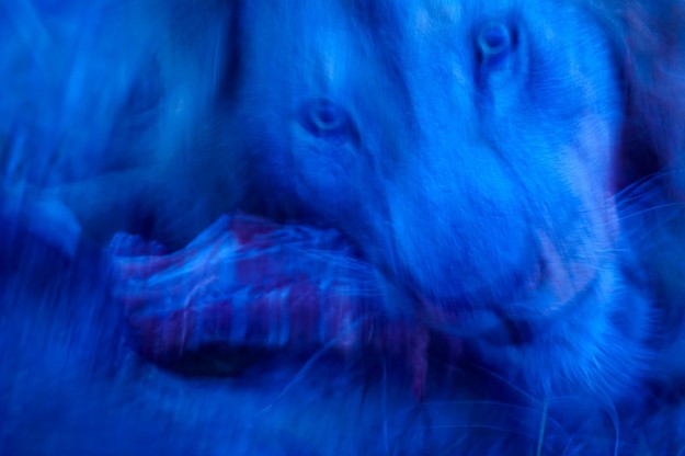 Fotograf, Kunst-Fotograf, Tier-Fotograf, Fantasy, Fineart, Fineart-Fotograf, Sport-Fotograf St. Gallen, St.Gallen
