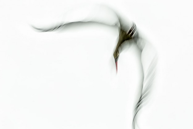 Fotograf, Kunst-Fotograf, Tier-Fotograf, Fantasy, Fineart, Fineart-Fotograf, Sport-Fotograf St. Gallen, St.Gallen