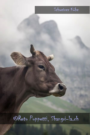 Kuh mit Horn, Tierfotos, Appenzell, Alpstein, St.Gallen , Fotograf Fotograf, Kunst-Fotograf, Tier-Fotograf, Fantasy, Fineart, Fineart-Fotograf, Sport-Fotograf St. Gallen, St.Gallen