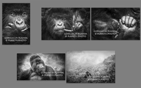 Gorillas in Ruanda Tierfotograf Fotograf St.Gallen schwarzweiss IPA Awards 2015, Fotograf St.Gallen