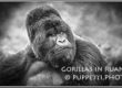 Gorillas in Ruanda Tierfotograf Fotograf St.Gallen schwarzweiss IPA Awards 2015 Silberrücken, Fotograf, St.Gallen