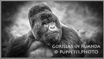 Gorillas in Ruanda Tierfotograf Fotograf St.Gallen schwarzweiss IPA Awards 2015 Silberrücken, Fotograf, St.Gallen