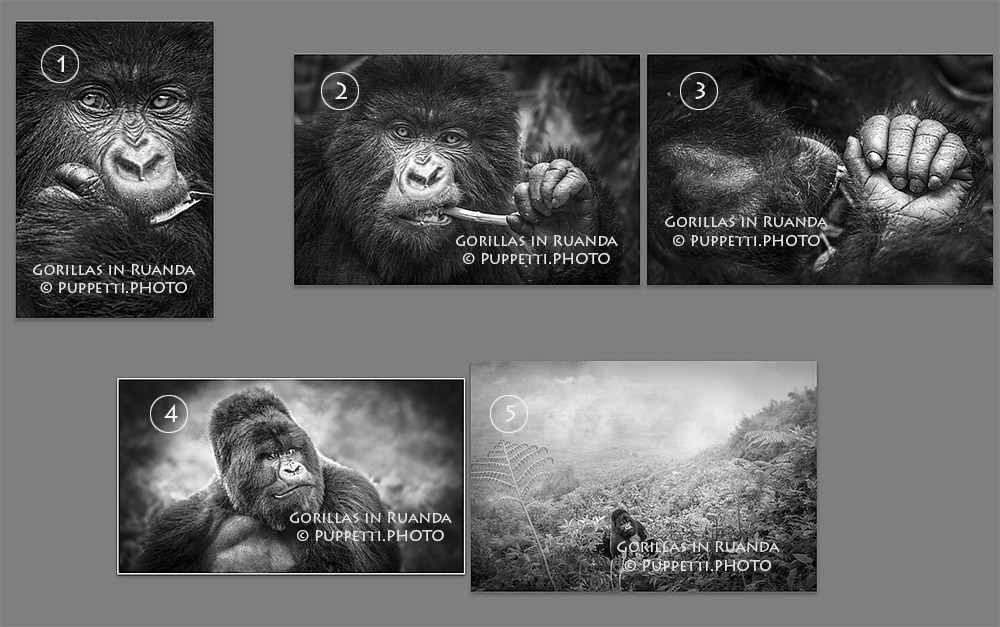 Gorillas in Ruanda Tierfotograf Fotograf St.Gallen schwarzweiss IPA Awards 2015 series